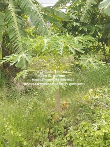 DSL-295.2 ขาย ที่ดิน ที่ดินซอยแย้มผกา 2 (บางบอน 4) 2 งาน 237 ตร.วา กรุงเทพ หนองแขม    4500000 บาท - รูปที่ 8