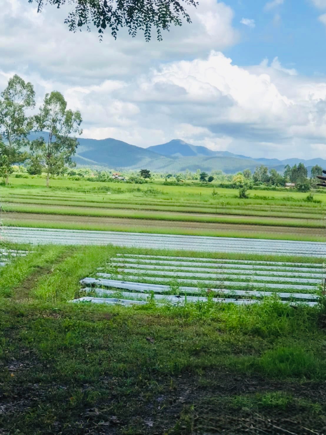 ขายที่ดิน 25 ไร่ วิวสวย ใกล้สำนักงานเทศบาลแม่ปูคา สันกำแพง จ.เชียงใหม่