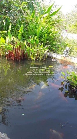 DSL-887 ขาย ที่ดิน ขายบ้านสวนสไตล์รีสอร์ตบาหลี แม่แตง จ.เชียงใหม่ (ติดถนนหลัก และด้านหลังติดคลองธรรมชาติ) 5-2-46 ไร่ ราคา 22 ล้าน 22000000 - รูปที่ 7