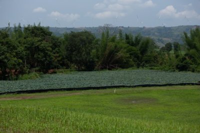 ขายที่ดินเขาค้อ นะโมแลนด์ Phase 3-1 เริ่ม 400 ตร.ว. ทำเลทุ่งสมอ บรรยากาศภูเขาและพื้นที่สีเขียว ราคา 11250 บาท-ตร.ว. - รูปที่ 8
