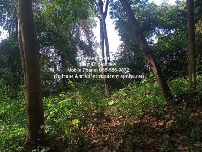 DSL-721.3 ขาย ที่ดิน ขายที่ดินสวนป่า บนเนินไหล่เขา วิวทะเล (Seaview) เกาะสิเหร่ ภูเก็ต 5-0-48.7 ไร่ (ห่างชายทะเล 100 ม.), ราคา 76,826,250 - รูปที่ 5