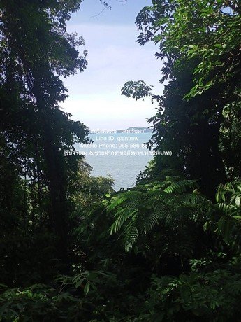 DSL-721.3 ขาย ที่ดิน ขายที่ดินสวนป่า บนเนินไหล่เขา วิวทะเล (Seaview) เกาะสิเหร่ ภูเก็ต 5-0-48.7 ไร่ (ห่างชายทะเล 100 ม.), ราคา 76,826,250 - รูปที่ 4