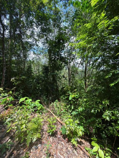 ขายที่ดินเปล่า ทำเลดี ใกล้สะพานสิริลันตา จังหวัดกระบี่ - รูปที่ 2