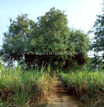 ที่ดินสวย 2 แปลง ใกล้โรงพยาบาลบึงสามัคคี อ.บึงสามัคคี จ.กำแพงเพชร - รูปที่ 4