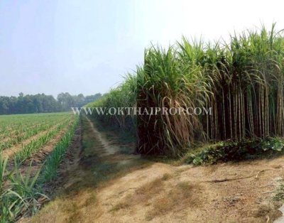 ที่ดินสวย 2 แปลง ใกล้โรงพยาบาลบึงสามัคคี อ.บึงสามัคคี จ.กำแพงเพชร - รูปที่ 7
