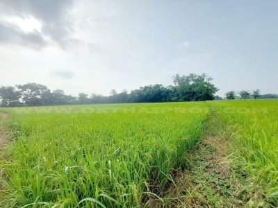 ที่ดิน ถ.สระบุรี-อยุธยา อ.หนองแซง จ.สระบุรี - รูปที่ 4