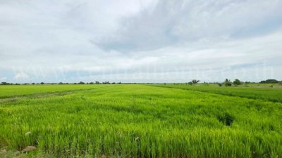 ที่ดินเปล่า สีม่วง 6-1-89 ไร่ คลองนิยมยาตรา บางบ่อ สมุทรปราการ ทำเลดี - รูปที่ 2