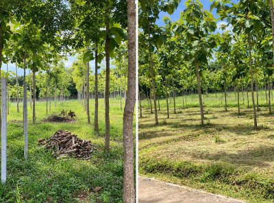 ขายที่ดินพร้อมบ้านสวน ทำเลธรรมชาติ มีบ่อปลาและระบบน้ำพร้อมใช้ (เจ้าของขายเอง) - รูปที่ 3