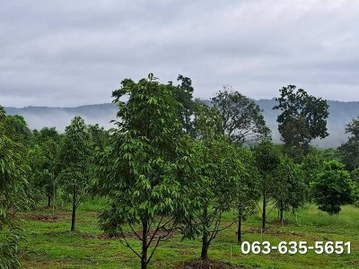 ขายสวนทุเรียนทำเลดี ราคาเบา ๆ ต.ดงขี้เหล็ก อ.เมืองปราจีนบุรี โฉนดครุฑแดง พร้อมโอน เหมาะทำบ้านสวน ปลูกผลไม้ - รูปที่ 2