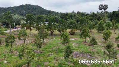 ขายสวนทุเรียนทำเลดี ราคาเบา ๆ ต.ดงขี้เหล็ก อ.เมืองปราจีนบุรี โฉนดครุฑแดง พร้อมโอน เหมาะทำบ้านสวน ปลูกผลไม้ - รูปที่ 8