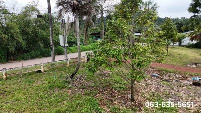 ขายสวนทุเรียนทำเลดี ราคาเบา ๆ ต.ดงขี้เหล็ก อ.เมืองปราจีนบุรี โฉนดครุฑแดง พร้อมโอน เหมาะทำบ้านสวน ปลูกผลไม้ - รูปที่ 7