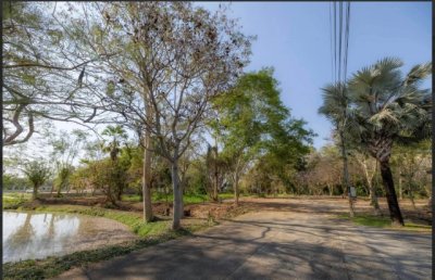 ราคาลดพิเศษ 8.9 ล้านบาท ขายที่ดินทำเลสงบ #ดอยสะเก็ด–#เชิงดอย ที่ดินแปลงสวย มีต้นฉำฉาใหญ่ บรรยากาศร่มรื่น #ใกล้วัดพระธาตุดอยสะเก็ด - รูปที่ 3