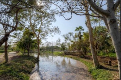 ราคาลดพิเศษ 8.9 ล้านบาท ขายที่ดินทำเลสงบ #ดอยสะเก็ด–#เชิงดอย ที่ดินแปลงสวย มีต้นฉำฉาใหญ่ บรรยากาศร่มรื่น #ใกล้วัดพระธาตุดอยสะเก็ด - รูปที่ 6