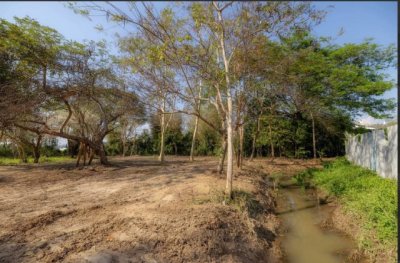 ราคาลดพิเศษ 8.9 ล้านบาท ขายที่ดินทำเลสงบ #ดอยสะเก็ด–#เชิงดอย ที่ดินแปลงสวย มีต้นฉำฉาใหญ่ บรรยากาศร่มรื่น #ใกล้วัดพระธาตุดอยสะเก็ด - รูปที่ 4