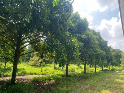 ขายถูกมาก!! บ้านสวนพร้อมที่ดิน ขนาด 6 ไร่ 90 ตรว. ทำเลดี อ.ท่าศาลา นครศรีธรรมราช ใกล้โลตัส  ชายหาดฯ - รูปที่ 4