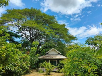 ที่ดิน 4 ไร่ 83 ตร.วา พร้อมบ้าน 4 หลัง แม่โป่ง ดอยสะเก็ด - รูปที่ 8