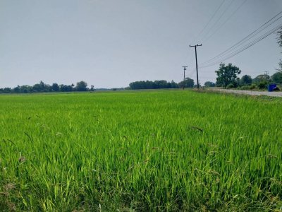 ขายที่ดินทำเลสวยติดถนนพหลโยธิน อำเภอเมือง จังหวัดชัยนาท เนื้อที่ 38 ไร่ 1 งาน 48 ตารางวา - รูปที่ 6