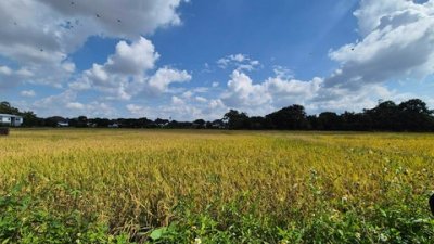 ขายที่ดิน  21 ไร่  ตำบลหนองควาย  หางดง  เชียงใหม่  พื้นที่สี่เหลือง   เหมาะทำโครงการ - รูปที่ 8
