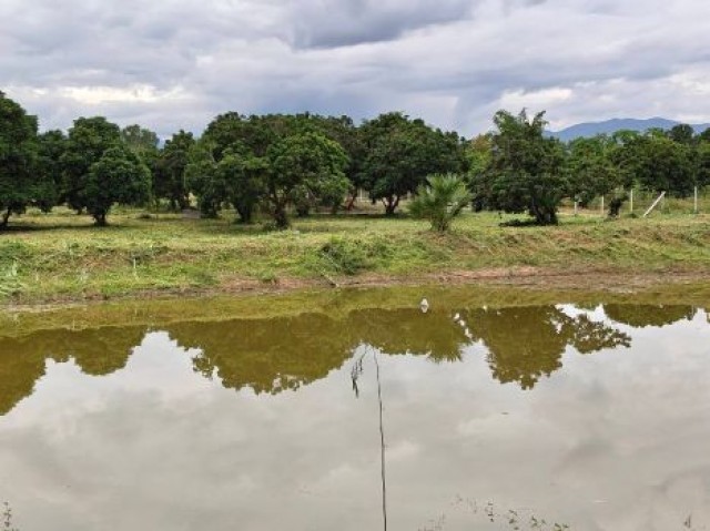ขาย ที่ดิน ดอยหล่อ เชียงใหม่ 7 ไร่ 2 งาน 36 ตร.ว. ติดถนนทางหลวง 3096  สวนลำไยพร้อมเก็บผลผลิต น้ำสมบูรณ์ เหมาะทำเกษตร/โคกหนองนา/รีสอร์ท
