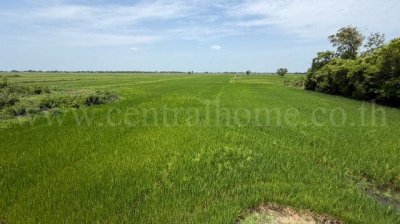 ที่ดิน 4-2-63 ไร่ เข้าออกได้หลายทาง  ต.บางซ้าย พระนครศรีอยุธยา - รูปที่ 3