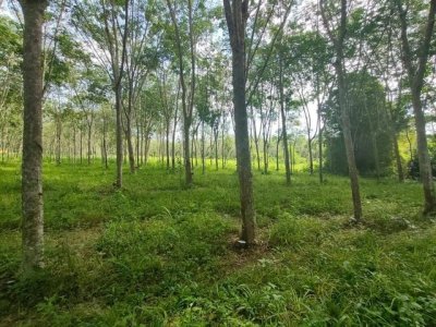 ขายที่ดิน 5 ไร่ พร้อมสวนยาง ใกล้ถนนหลัก บ้านแลง เมืองระยอง - รูปที่ 2