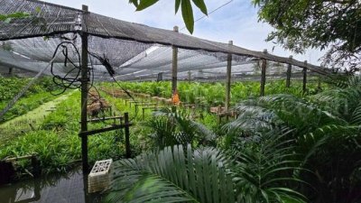 ที่ดินพร้อมสิ่งปลูกสร้าง 4 ไร่ 83 ตร.วา ติดถนน สามพราน นครปฐม - รูปที่ 7