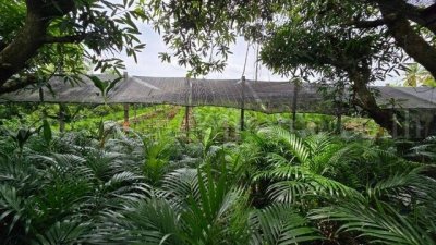 ที่ดินพร้อมสิ่งปลูกสร้าง 4 ไร่ 83 ตร.วา ติดถนน สามพราน นครปฐม - รูปที่ 6