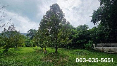 ขายสวนทุเรียนวิวเขา บรรยากาศดี หน้าติดถนนลาดยาง ท้ายติดลำธาร ที่ดินโฉนดครุฑแดง พร้อมโอน ต.เขาพระ อ.เมืองนครนายก จ.นครนายก - รูปที่ 2