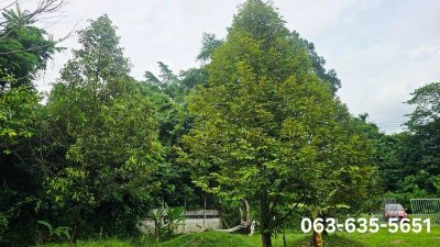 ขายสวนทุเรียนวิวเขา บรรยากาศดี หน้าติดถนนลาดยาง ท้ายติดลำธาร ที่ดินโฉนดครุฑแดง พร้อมโอน ต.เขาพระ อ.เมืองนครนายก จ.นครนายก - รูปที่ 4