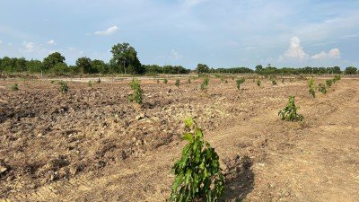 ขายที่ดินขนาด 4 ไร่ ใกล้สนามบินสุวรรณภูมิ  ตำบลคลองสวน อำเภอบางบ่อ จังหวัดสมุทรปราการ - รูปที่ 2