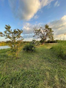 ขายที่ดินพานทองชลบุรีผังม่วงราคาถูก  ขายที่ดินเนื้อที่ 4 ไร่(2 โฉนด)  พื้นที่สีม่วงลาย(ขยายเพิ่มได้อีก 1 ไร่) - รูปที่ 5