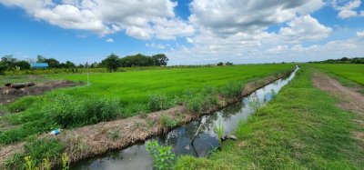 ขายที่ดิน คลอง23 องครักษ์ ขายต่ำกว่าราคาประเมินมาก ติดถนนลาดยาง 22 ไร่ เหมาะทำจัดสรรแบ่งแปลงขาย ทำเลดี - รูปที่ 8