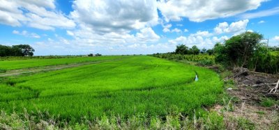 ขายที่ดิน คลอง23 องครักษ์ ขายต่ำกว่าราคาประเมินมาก ติดถนนลาดยาง 22 ไร่ เหมาะทำจัดสรรแบ่งแปลงขาย ทำเลดี - รูปที่ 3