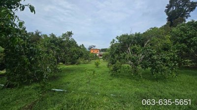 ขายบ้านสวนในฝัน พร้อมเข้าอยู่ได้ทันที ต.นาหินลาด อ.ปากพลี จ.นครนายก ตื่นมาพร้อมอากาศบริสุทธิ์ วิวภูเขา ความสงบ และสวนผลไม้ของตัวเอง - รูปที่ 4