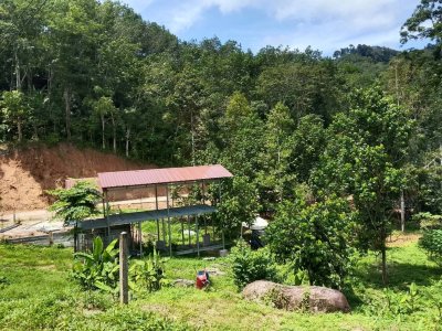 ขายถูกมาก ผ่อนตรงได้!! ที่ดินวิวภูเขา มีให้เลือกหลายแปลง 70 - 610 ตรว. อ.ท้ายเหมือง พังงา ใกล้ทะเล น้ำตกฯ - รูปที่ 5