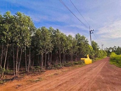 ทรัพย์ A+ ขายด่วน ที่ดิน 17 ไร่ ที่ตั้ง กบินทร์บุรี ปราจีนบุรี - รูปที่ 5