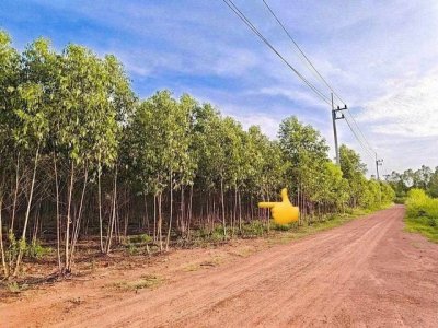 ทรัพย์ A+ ขายด่วน ที่ดิน 17 ไร่ ที่ตั้ง กบินทร์บุรี ปราจีนบุรี - รูปที่ 4
