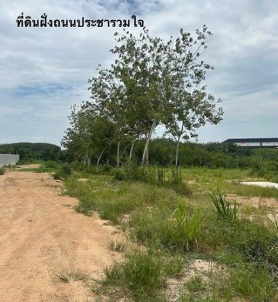ให้เช่าที่ดินและขายที่ดิน ทำเลทอง ติดนิคมอุตสาหกรรมโรจนะ หนองใหญ่ ชลบุรี - รูปที่ 3