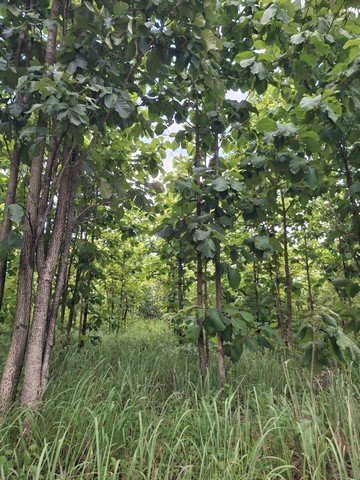 ขายที่ดินพร้อมสวนต้นสัก อำเภอเวียงสา จังหวัดน่าน เนื้อที่ 31 ไร่ - รูปที่ 5