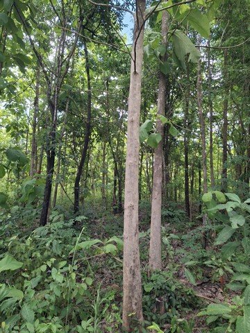 ขายที่ดินพร้อมสวนต้นสัก อำเภอเวียงสา จังหวัดน่าน เนื้อที่ 31 ไร่ - รูปที่ 4