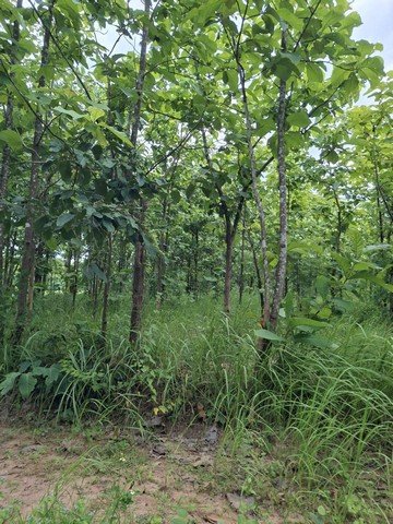 ขายที่ดินพร้อมสวนต้นสัก อำเภอเวียงสา จังหวัดน่าน เนื้อที่ 31 ไร่ - รูปที่ 2