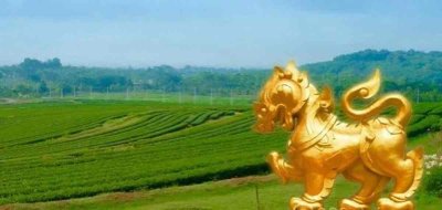 ขายที่ดินพรีเมียมติด Singha Park เชียงราย | 14 ไร่ | วิวภูเขาพาโนรามา - รูปที่ 4
