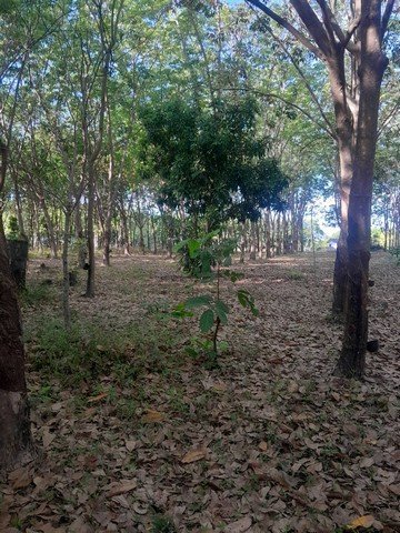 ขายบ้านพร้อมที่ดินและสวนยาง อำเภอกุดจับ จังหวัดอุดรธานี เนื้อที่ 2 ไร่ 2 งาน 33 ตารางวา - รูปที่ 5
