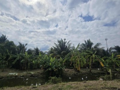 ที่ดินสวนออร์แกนิค 5 ไร่ ทำเลศักยภาพ ใกล้วัดไร่ขิง–ดอนหวาย–เซ็นทรัลศาลายา พื้นที่ธรรมชาติที่ผสมความสะดวกและความสงบได้อย่างลงตัว - รูปที่ 8
