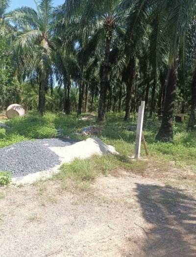 ขายที่ดินสวนปาล์มพร้อมบ้าน ทำเลดี อ.อ่าวลึก จ.กระบี่ - รูปที่ 4