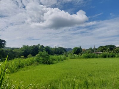 ขาย/เช่าระยะยาว ที่ดินบ้านปง อ.หางดง จ.เชียงใหม่ 4 ไร่ 16 ล้าน - รูปที่ 2