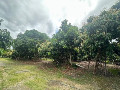 ขายที่ดินพร้อมสวนลำไย + สวนทุเรียน จ.เชียงใหม่ พร้อมลงทุนต่อ สร้างรายได้ และต่อยอดได้ทันที! - รูปที่ 5