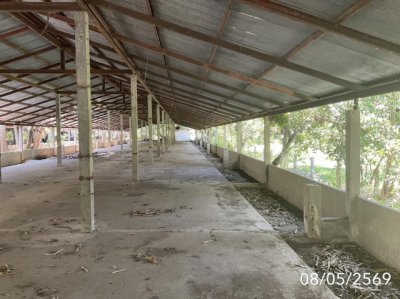 ขายโกดัง เชียงราย ถนนสายบ้านเวียงเดิมบ้านไตรแก้ว อำเภอเวียงชัย - รูปที่ 4