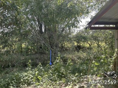 ขายโกดัง เชียงราย ถนนสายบ้านเวียงเดิมบ้านไตรแก้ว อำเภอเวียงชัย - รูปที่ 8