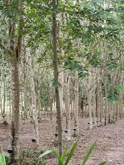 "🌿💰 ขายบ้านเดี่ยวพร้อมสวนยาง 8 ปี สร้างรายได้ประมาณ 30,000 บาท/เดือน บนที่ดินเกือบ 9 ไร่ ในอำเภอแกลง จังหวัดระยอง เหมาะทั้งอยู่อาศัย ลงทุน และเกษียณ ติดต่อก่อนพลาดโอกาส!" - รูปที่ 7